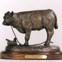 4 H Calf